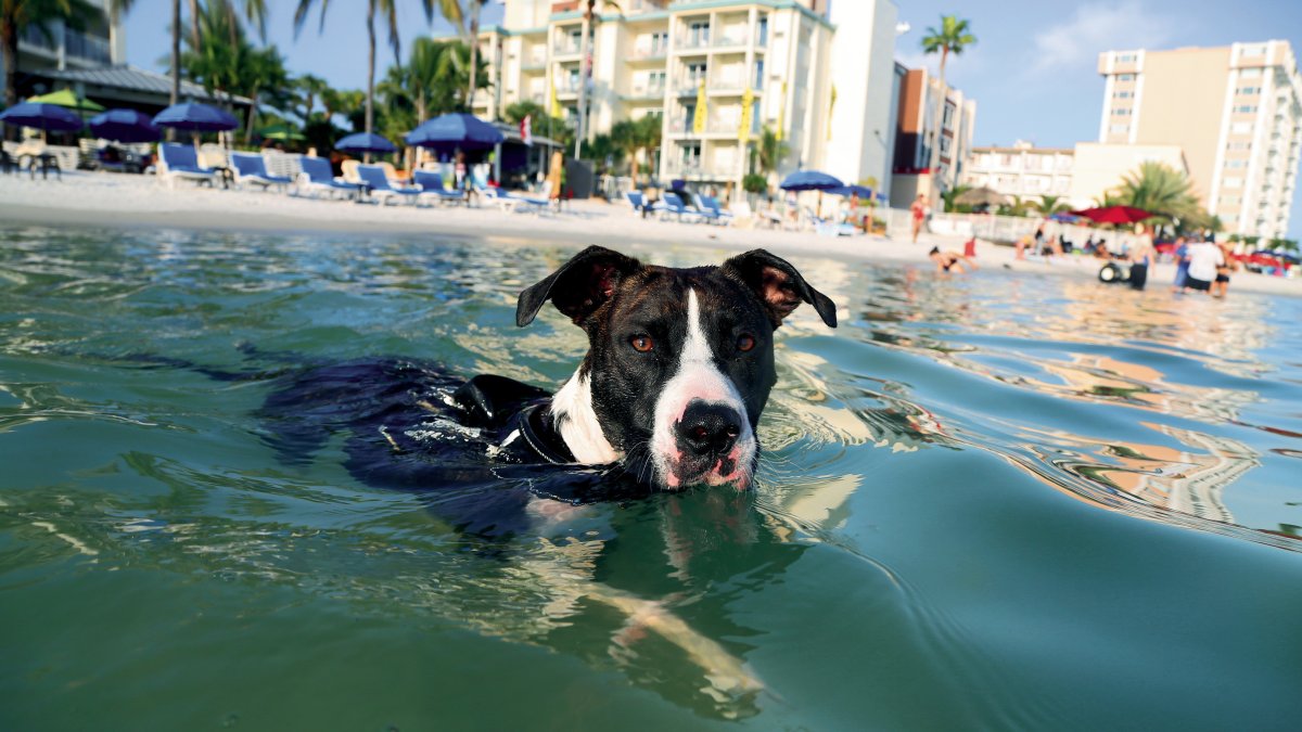 Pet Friendly Vacations Visit St Petersburg Clearwater Florida